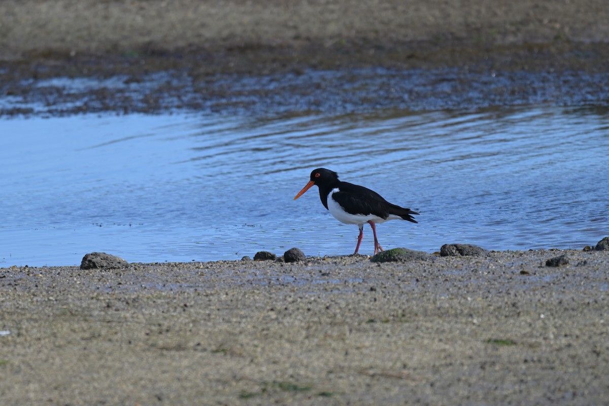 Pied Oystercatcher - ML643379362