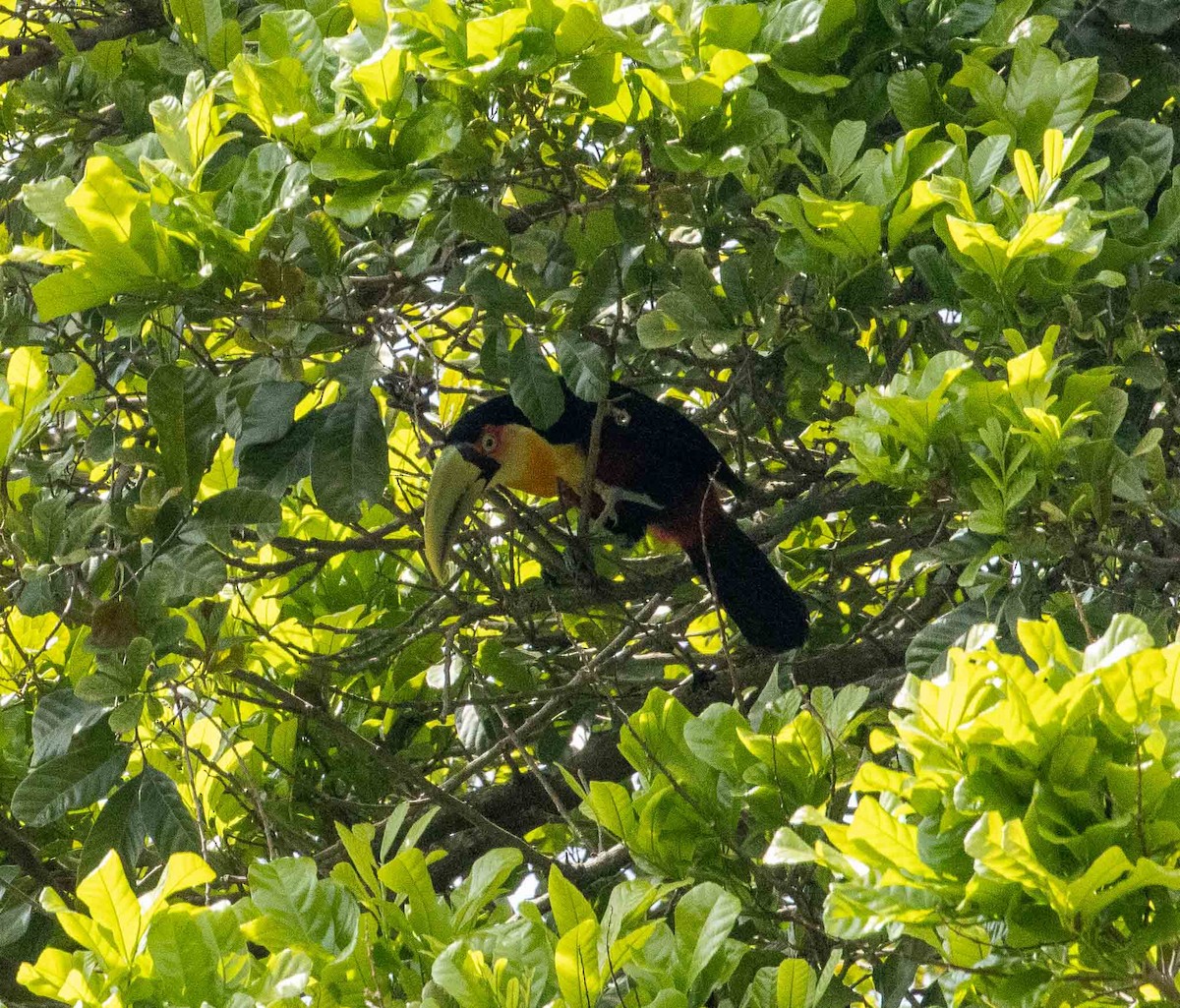 Red-breasted Toucan - ML643379365