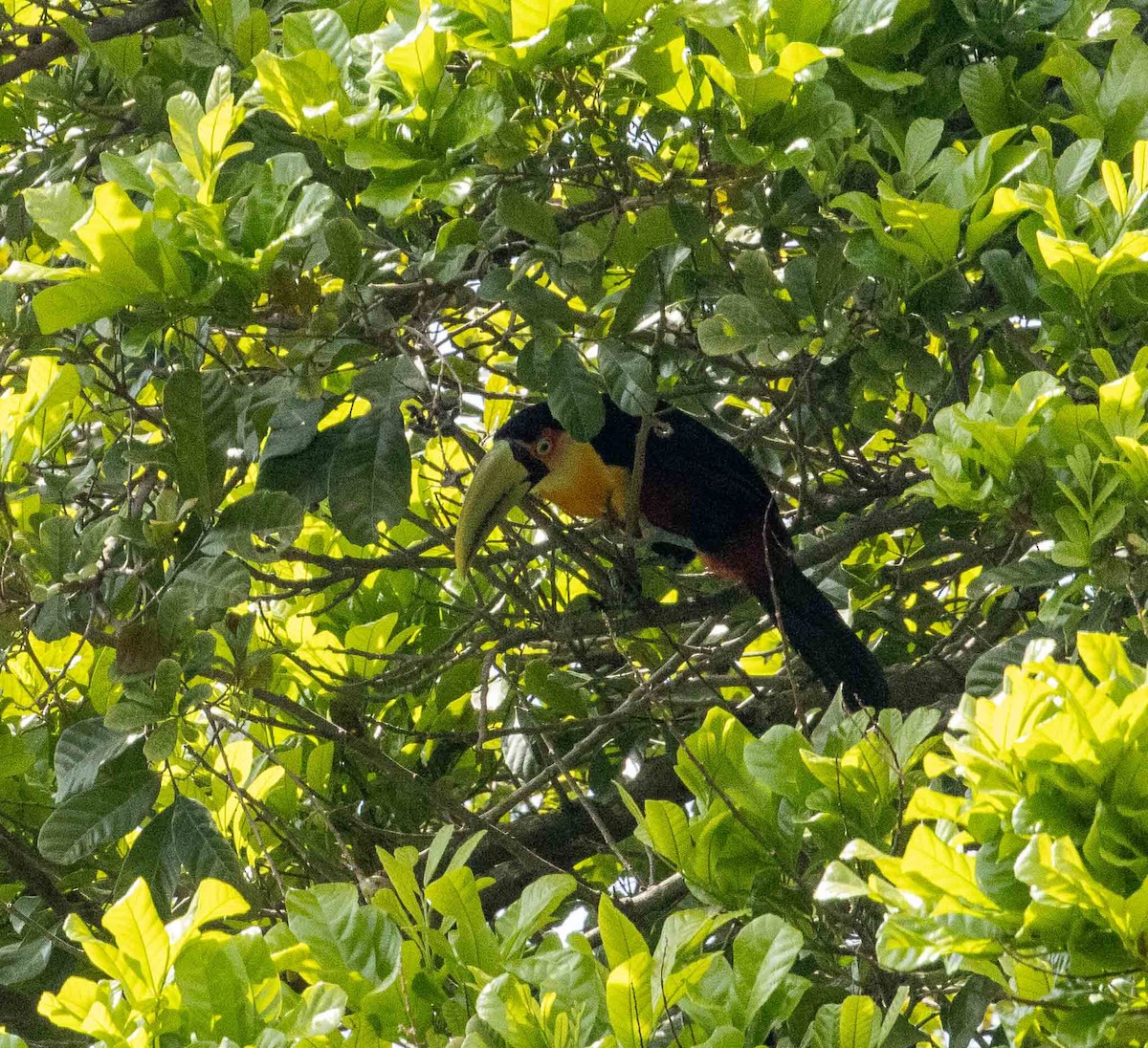 Red-breasted Toucan - ML643379366