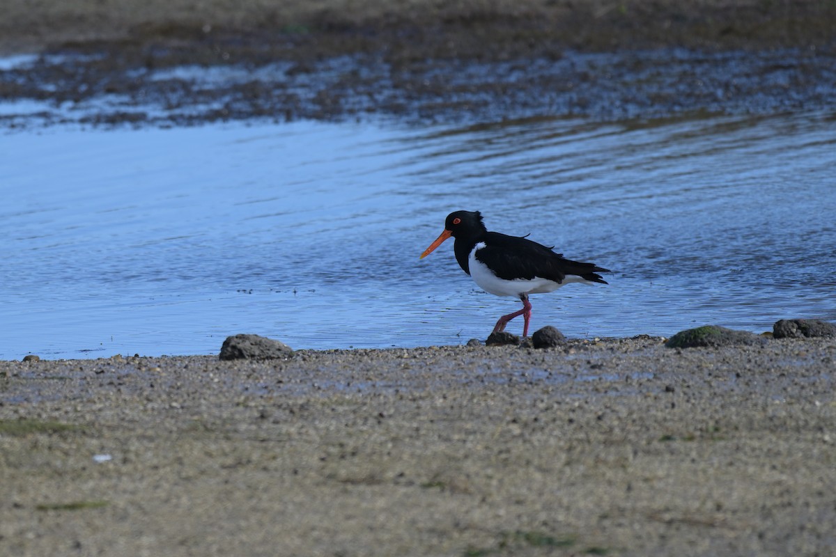 Pied Oystercatcher - ML643379367