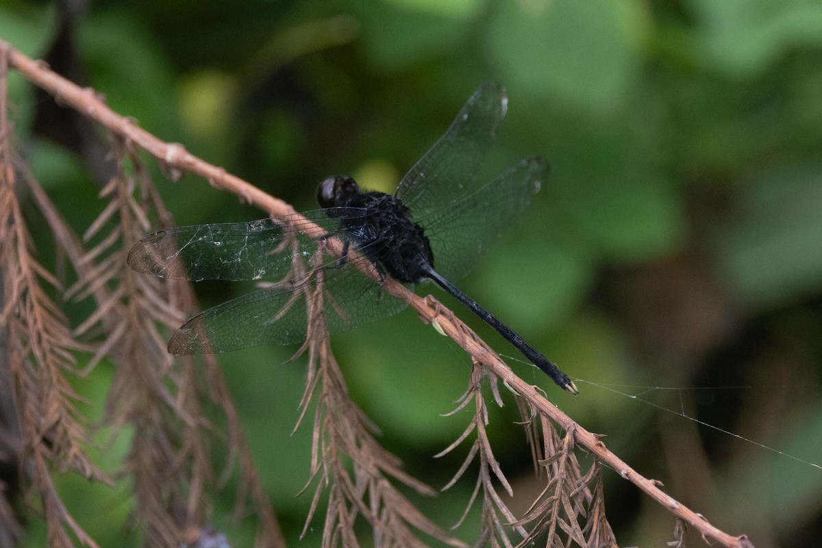 Pin-tailed Pondhawk - ML643379370