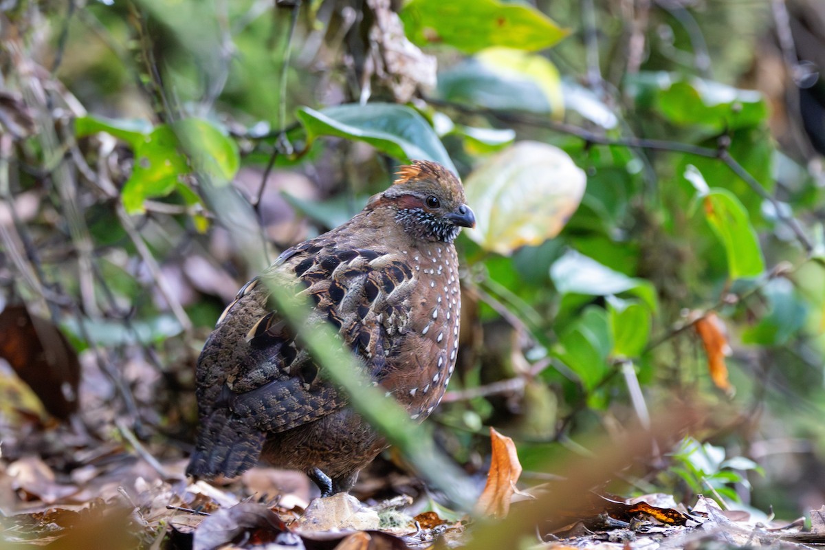 Spotted Wood-Quail - ML643379371