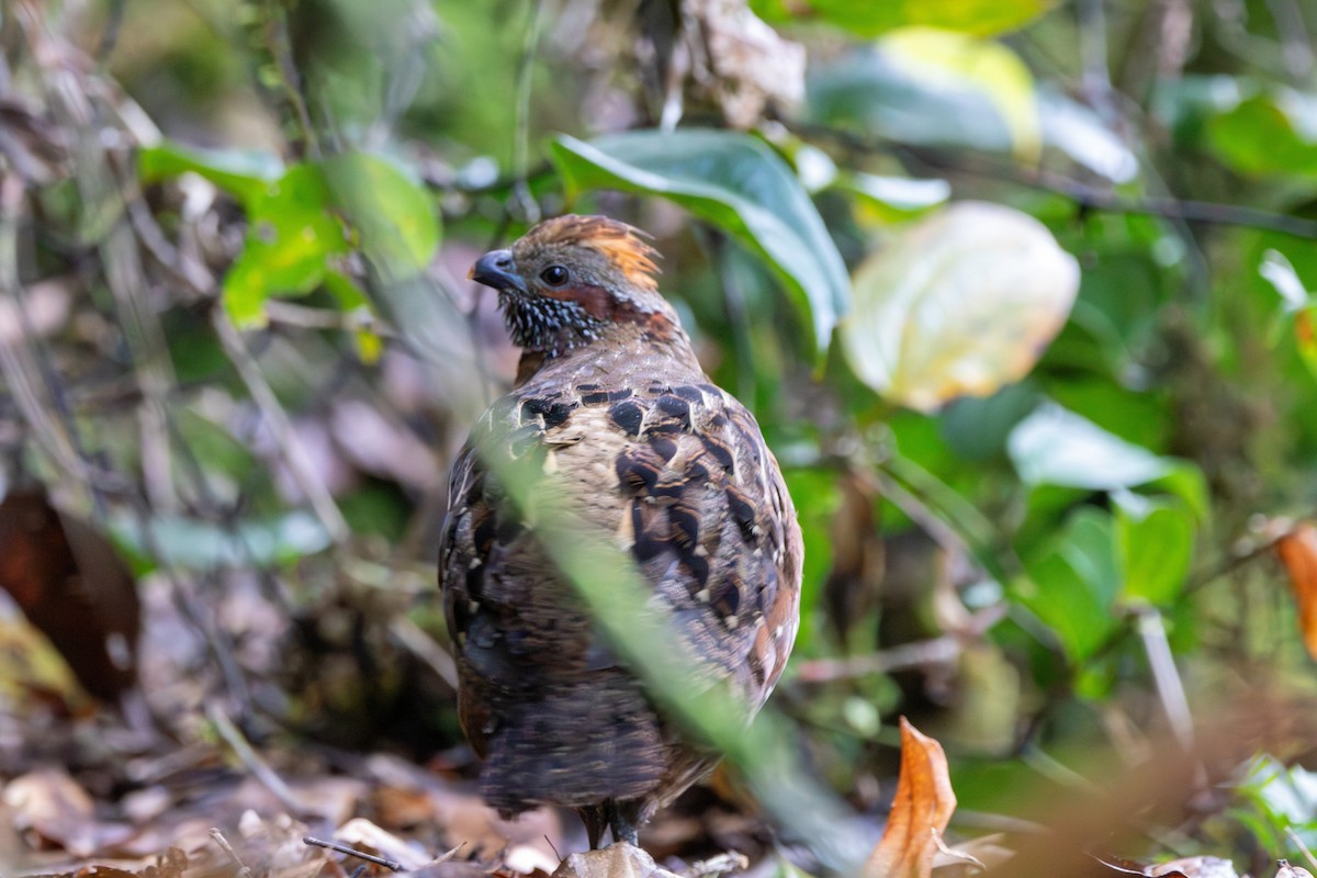 Spotted Wood-Quail - ML643379372