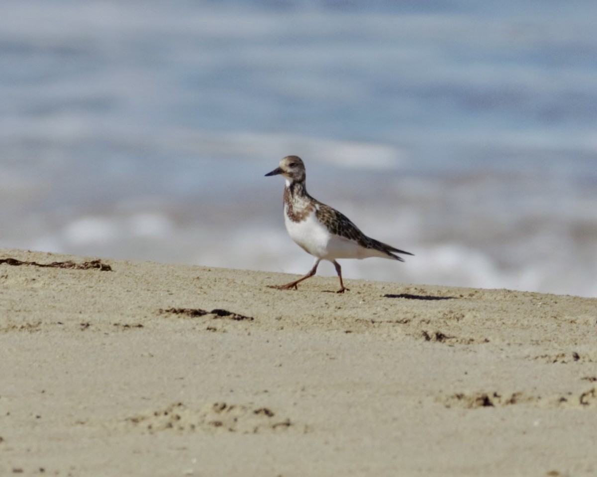 Алаг хайргач - ML643379373