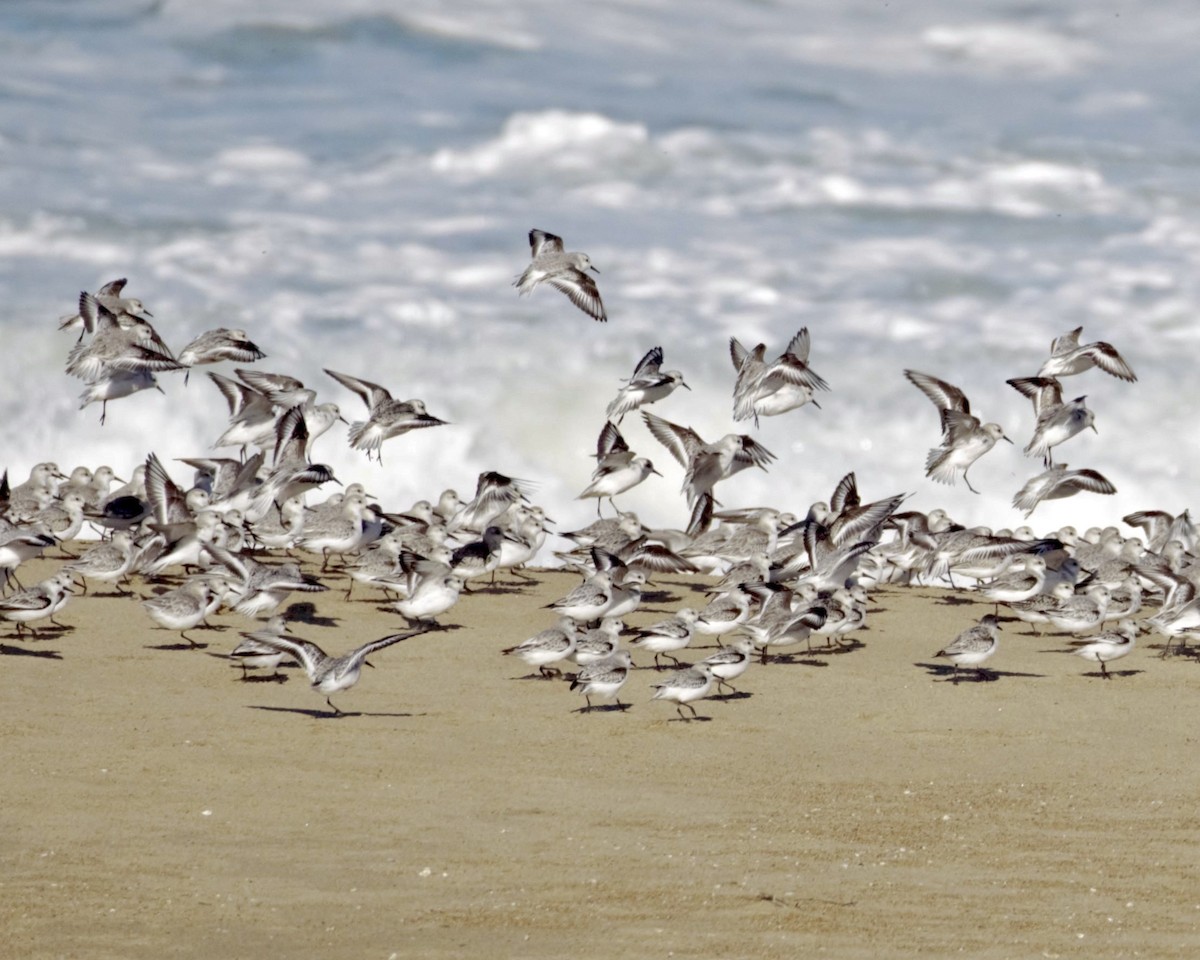 Гурвалж элсэг - ML643379378