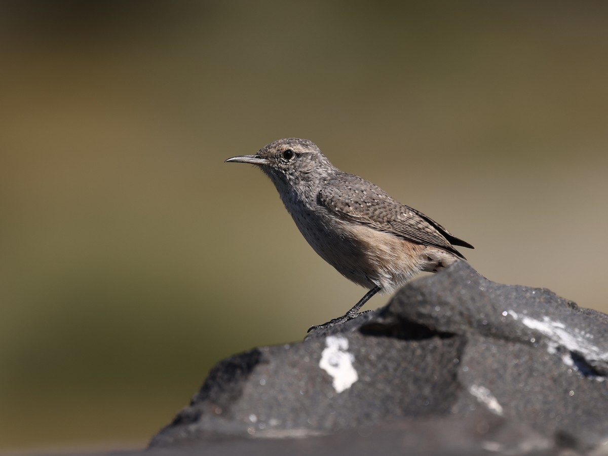 Rock Wren - ML643379381