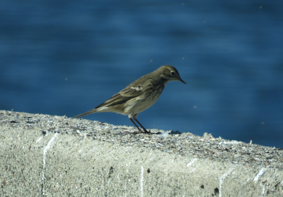 American Pipit - ML643379385