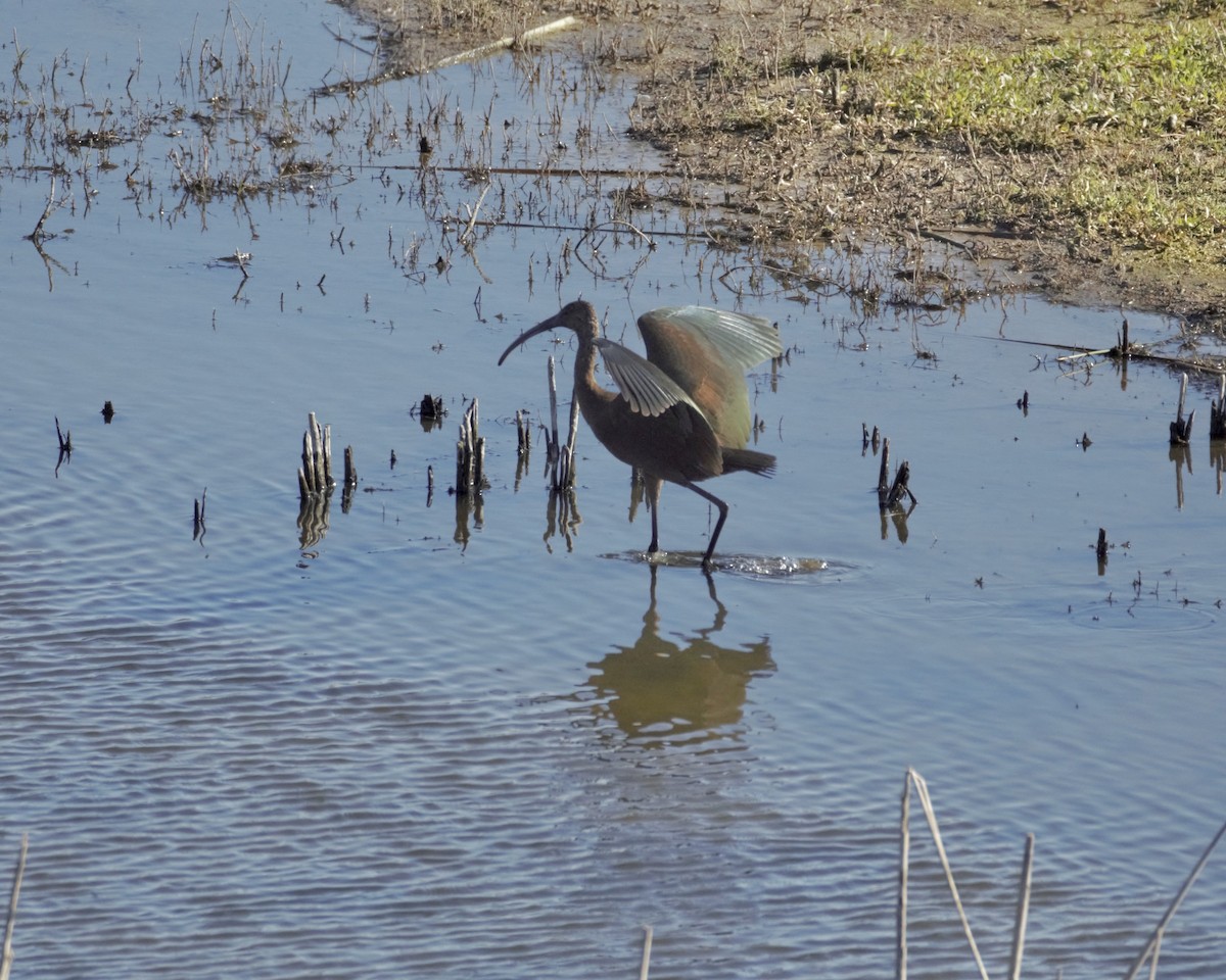 White-faced Ibis - ML643379387