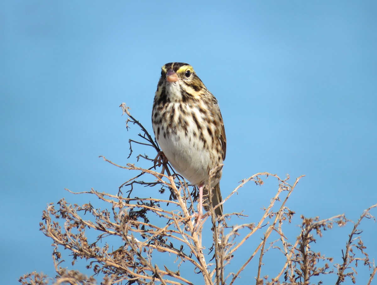 Savannah Sparrow - ML643379398