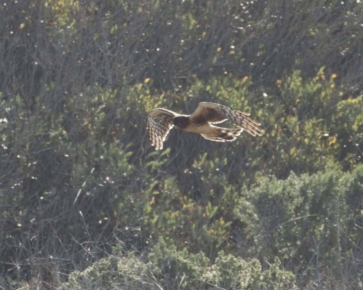 Northern Harrier - ML643379399