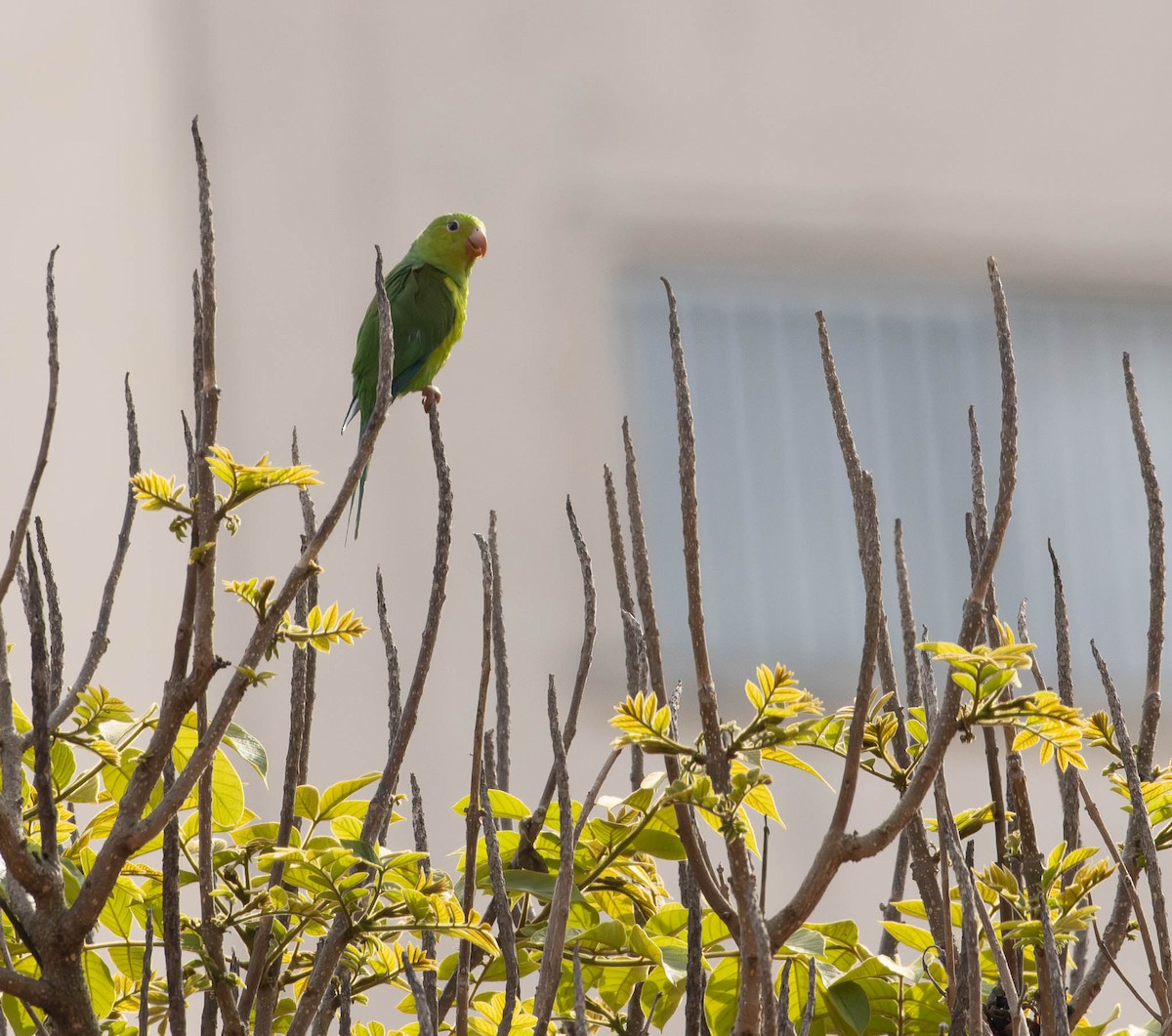 Plain Parakeet - ML643379404