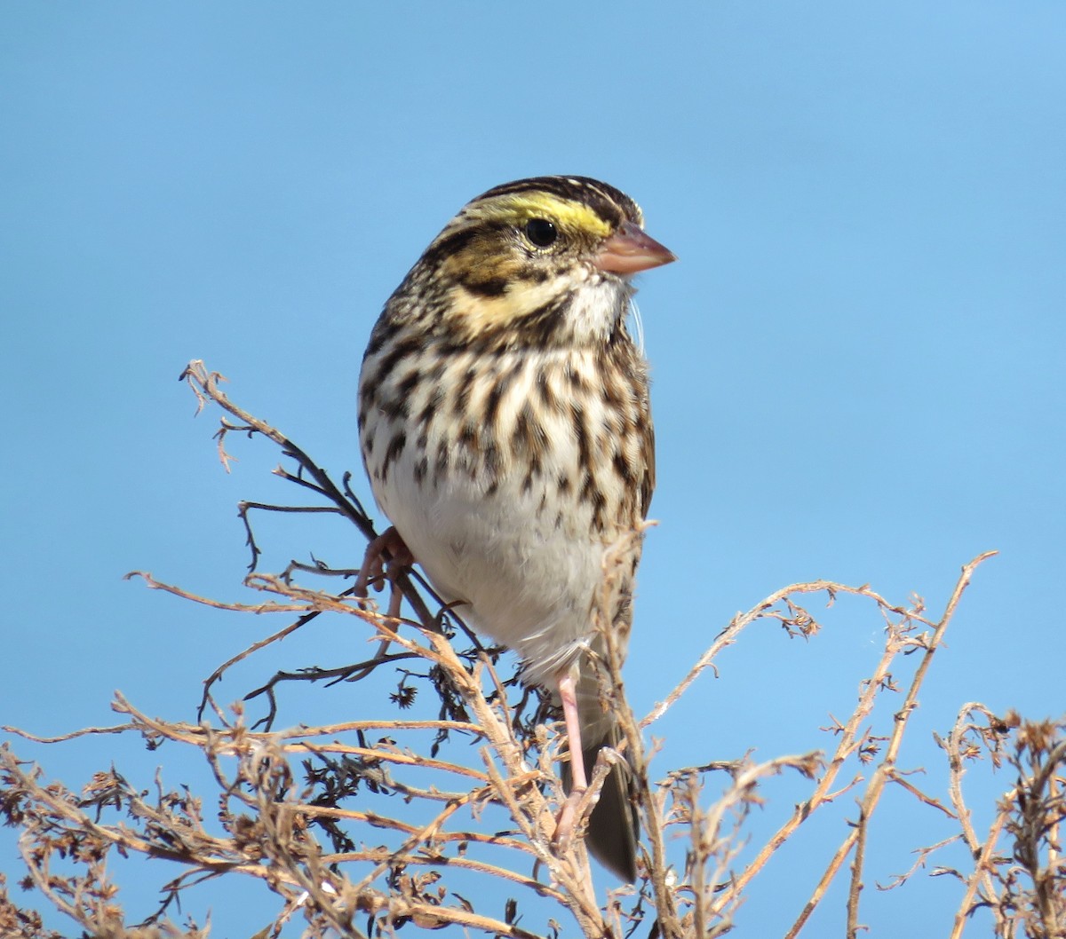 Savannah Sparrow - ML643379411