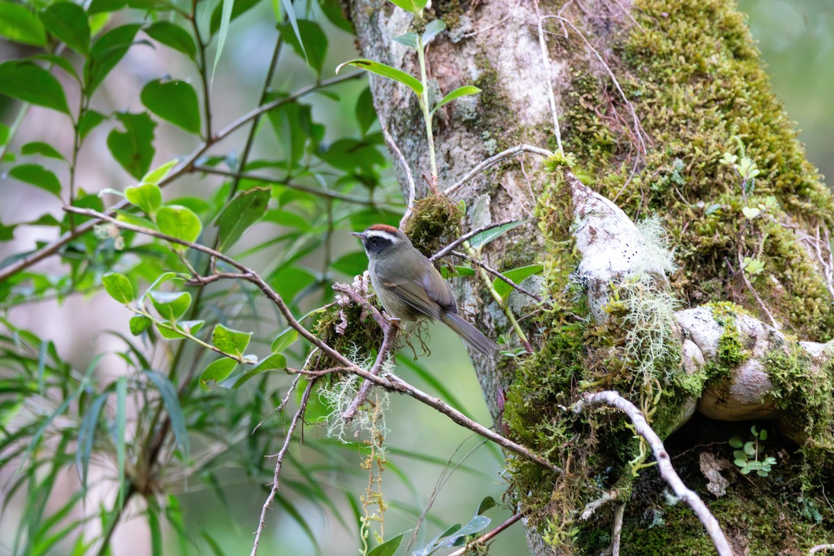 Black-cheeked Warbler - ML643379412