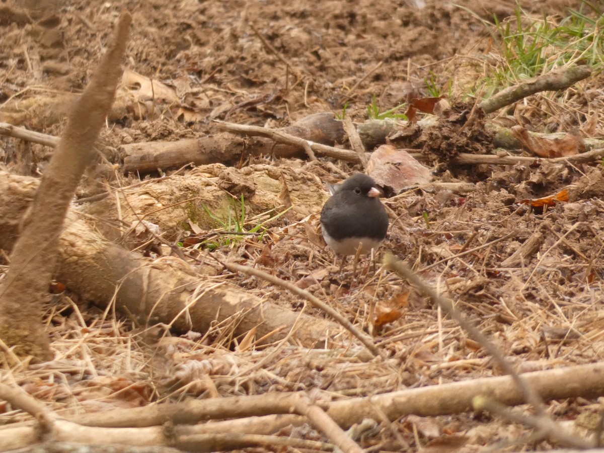 Dark-eyed Junco - ML643379413