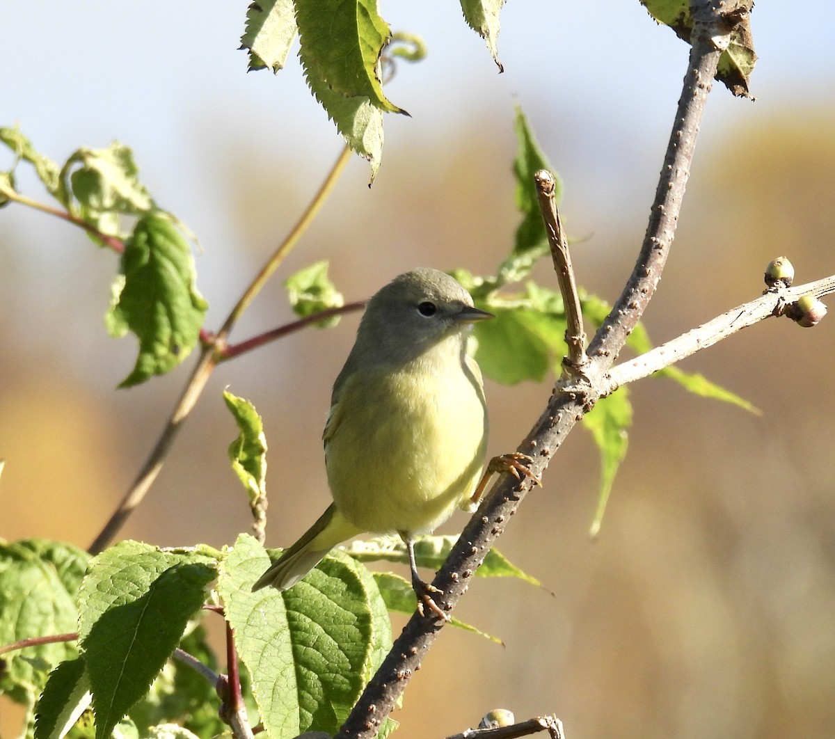 Orange-crowned Warbler - ML643379414