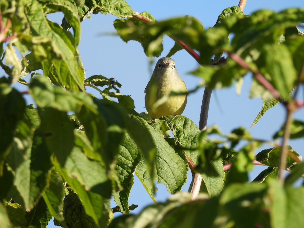 Orange-crowned Warbler - ML643379417