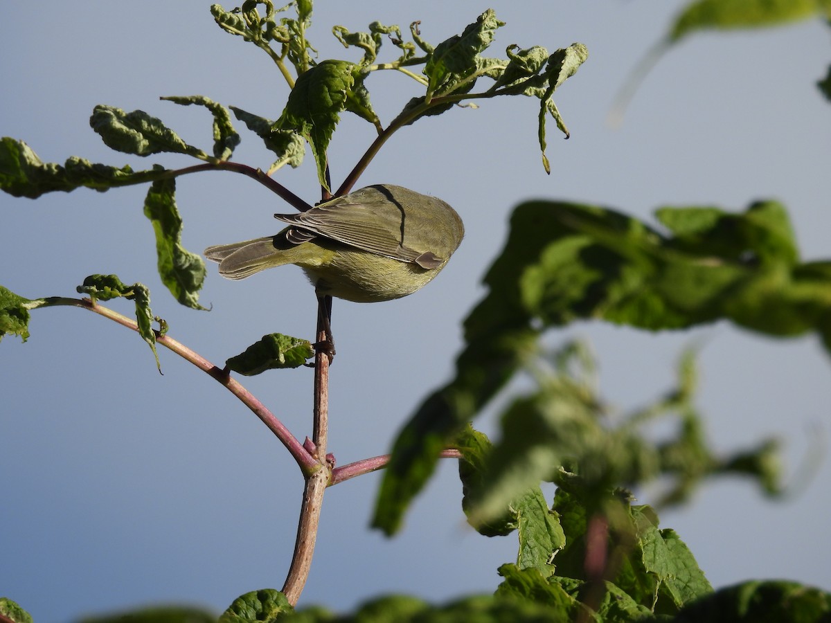 Orange-crowned Warbler - ML643379418