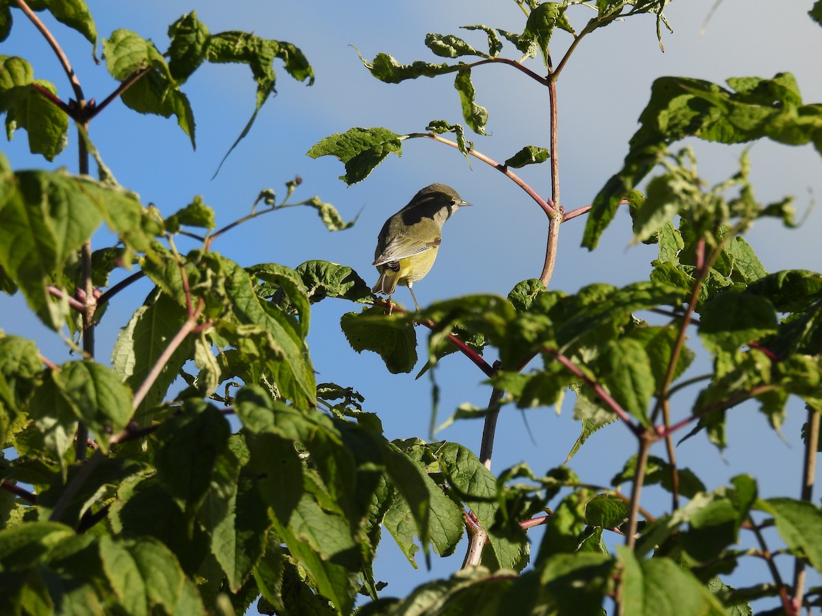 Orange-crowned Warbler - ML643379419