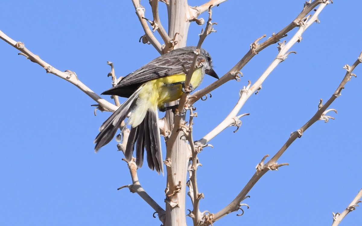 Western Kingbird - ML643379420