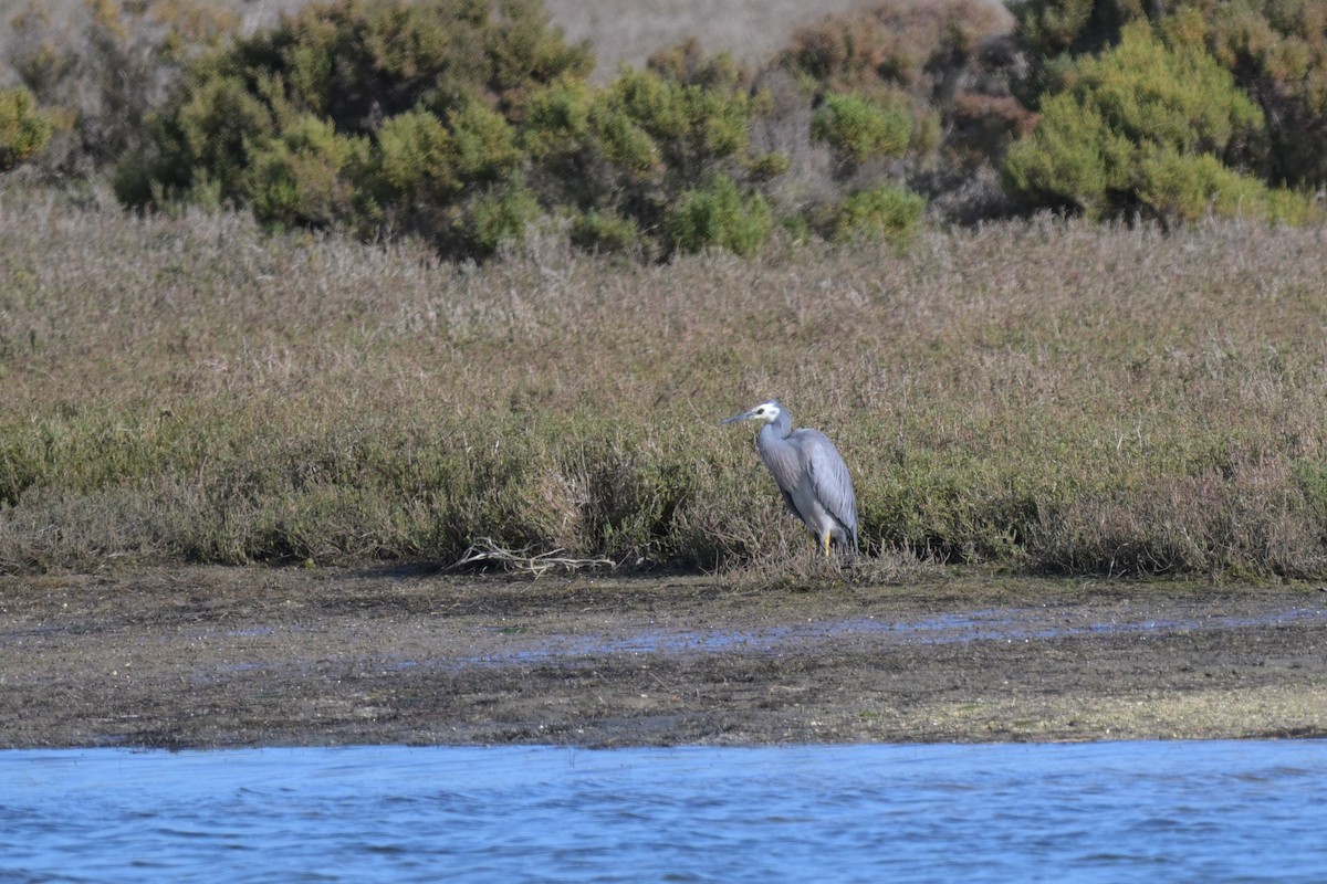 White-faced Heron - ML643379442