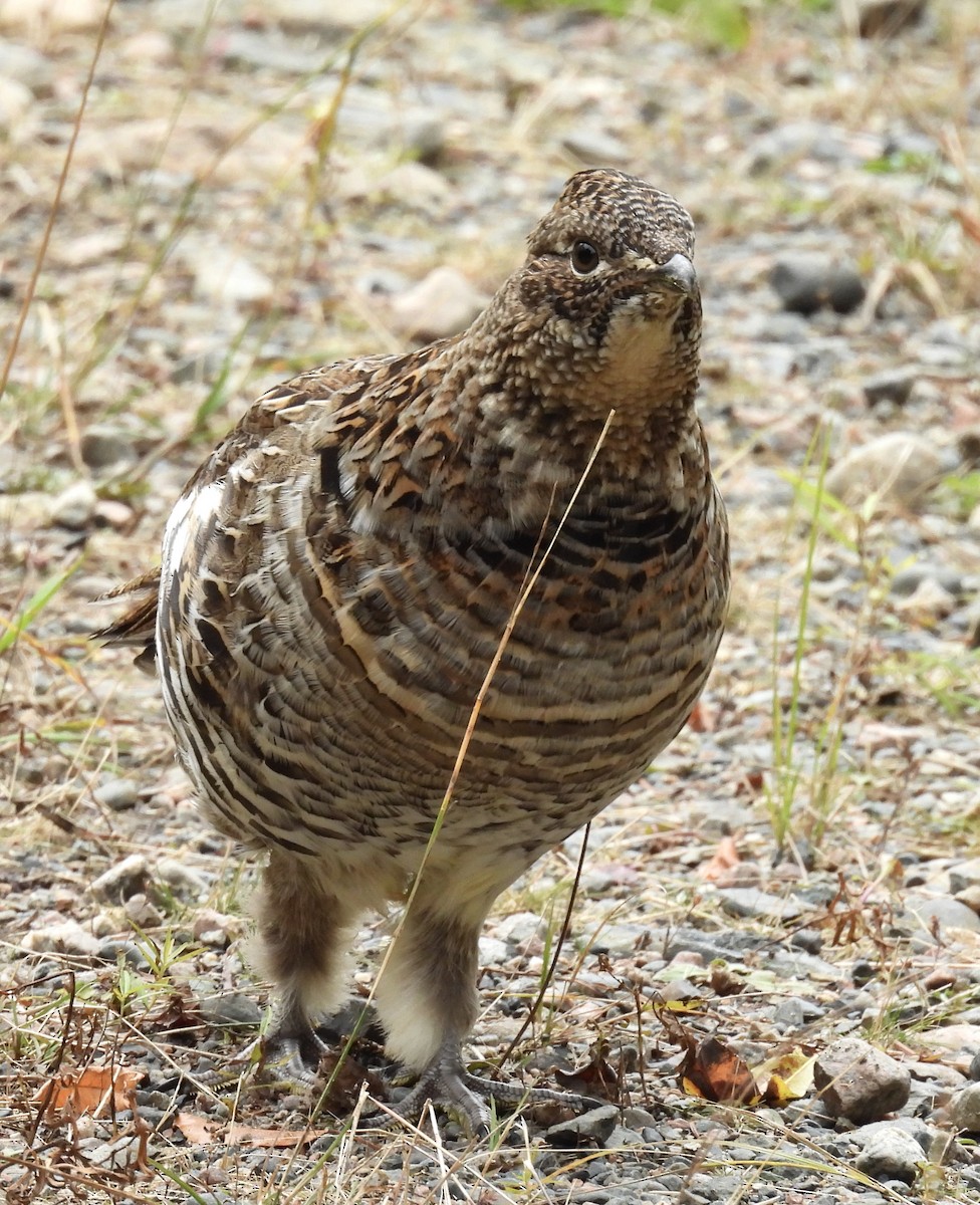 Ruffed Grouse - ML643379448