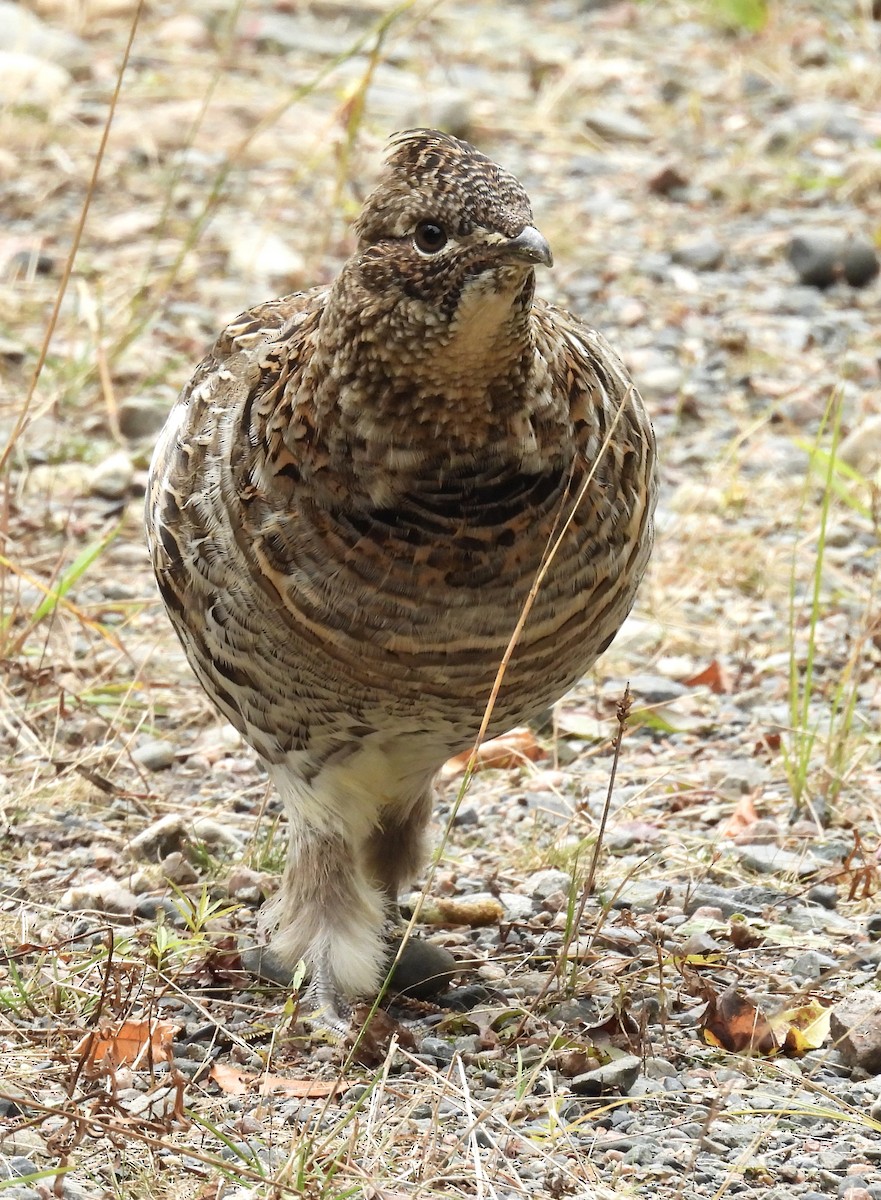 Ruffed Grouse - ML643379449