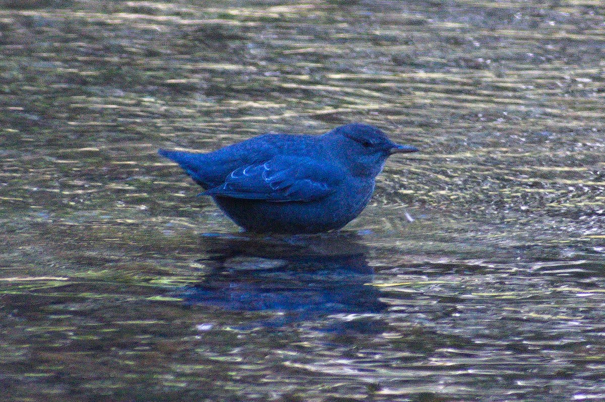 American Dipper - ML643379450