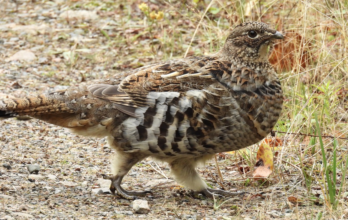 Ruffed Grouse - ML643379451