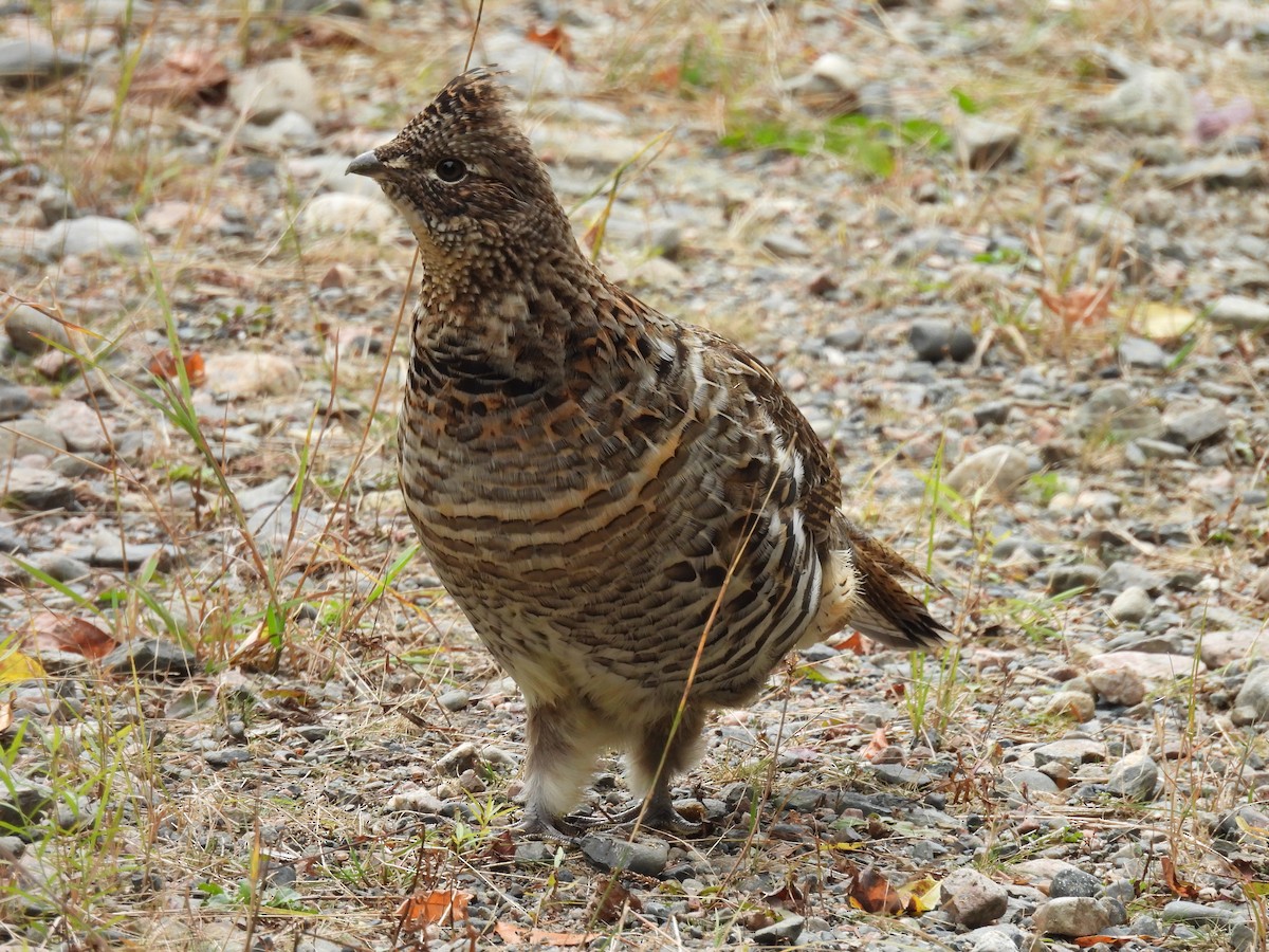 Ruffed Grouse - ML643379452