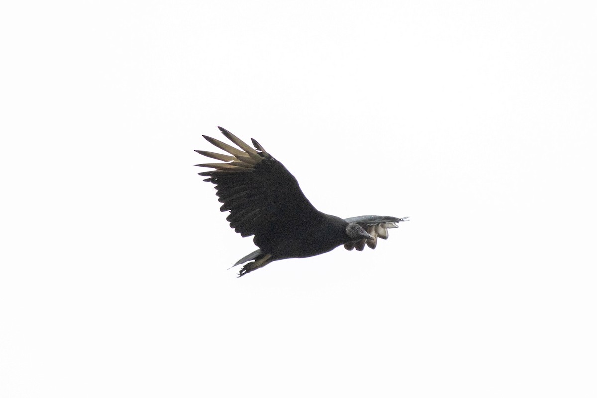 Black Vulture - ML643379453