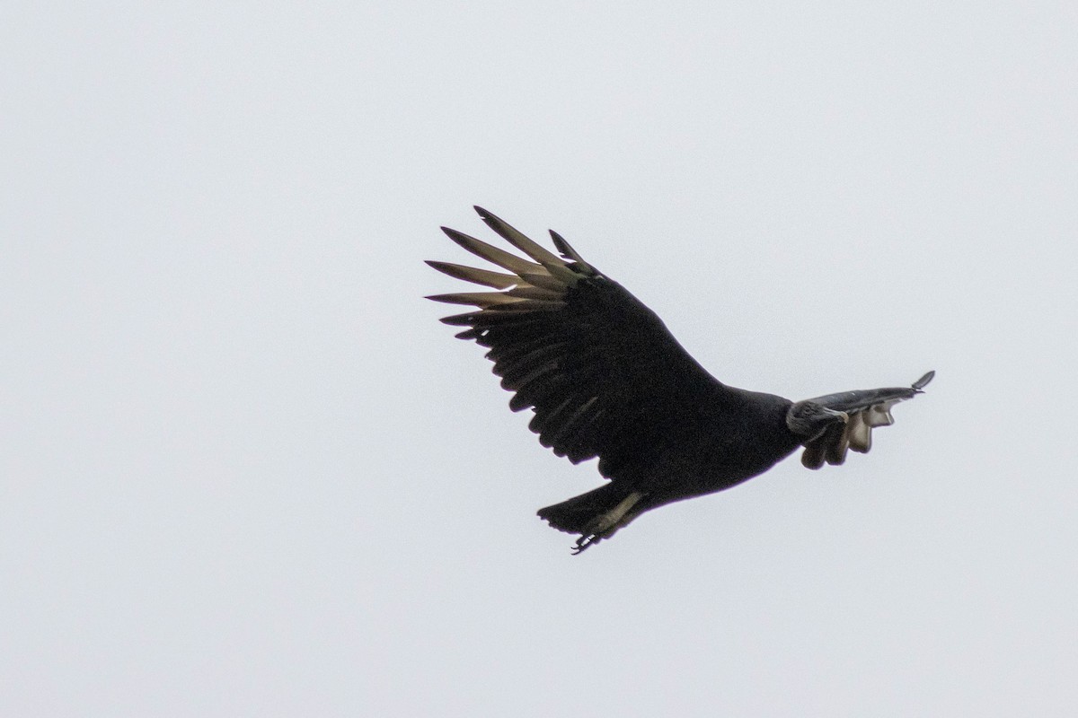 Black Vulture - ML643379454