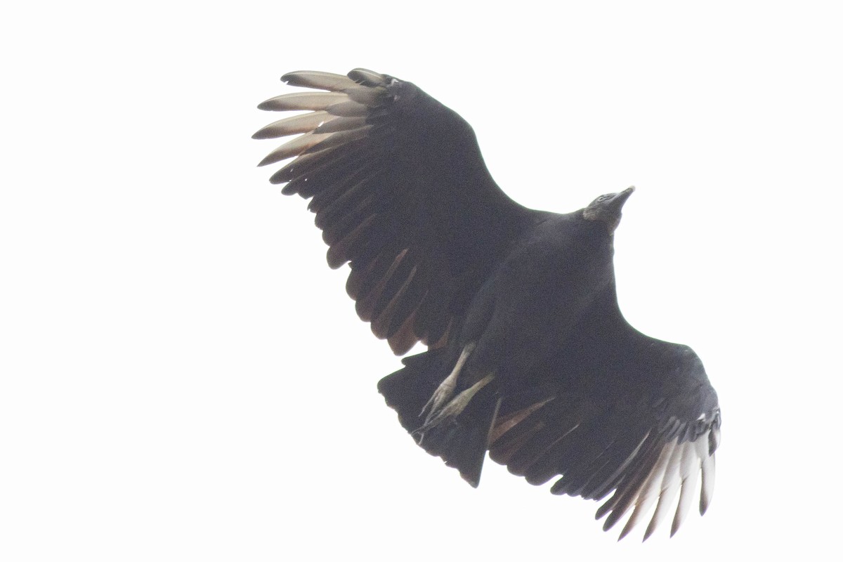 Black Vulture - ML643379455