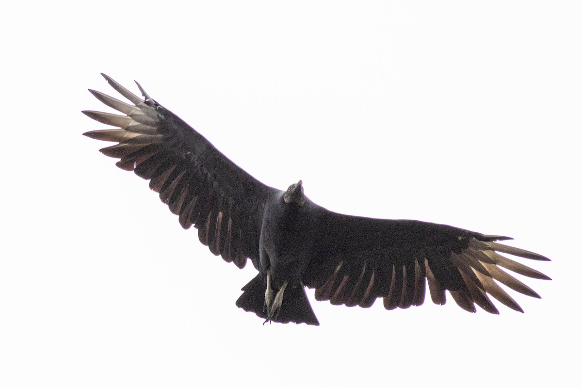 Black Vulture - ML643379456