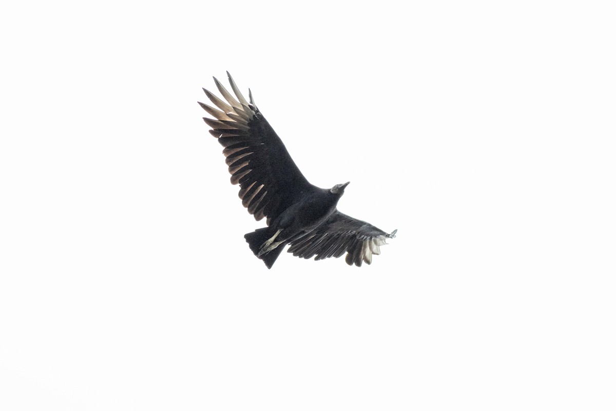 Black Vulture - ML643379457