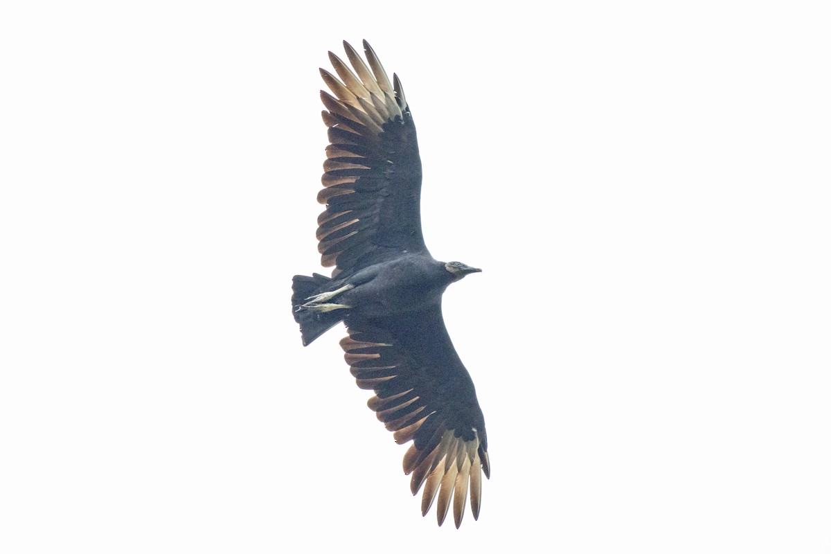 Black Vulture - ML643379458