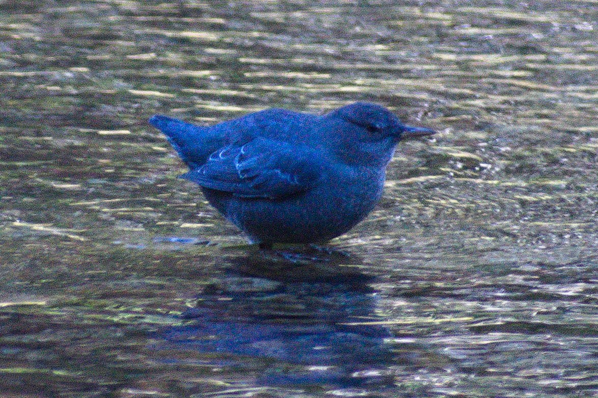American Dipper - ML643379460
