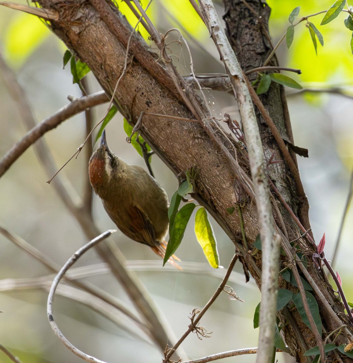 Pallid Spinetail - ML643379461