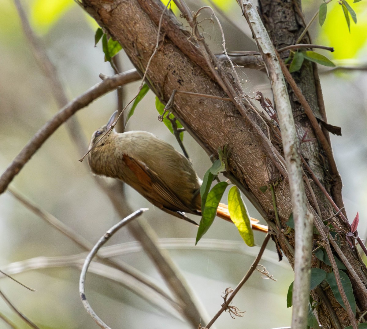 Pallid Spinetail - ML643379462