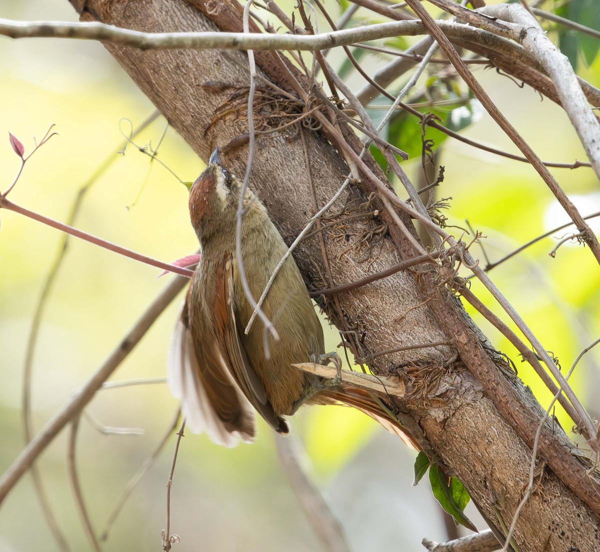 Pallid Spinetail - ML643379463