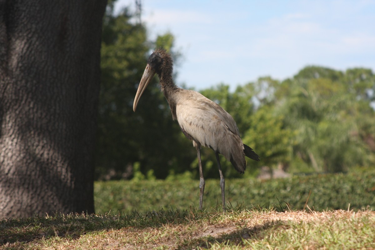 Wood Stork - ML643379464