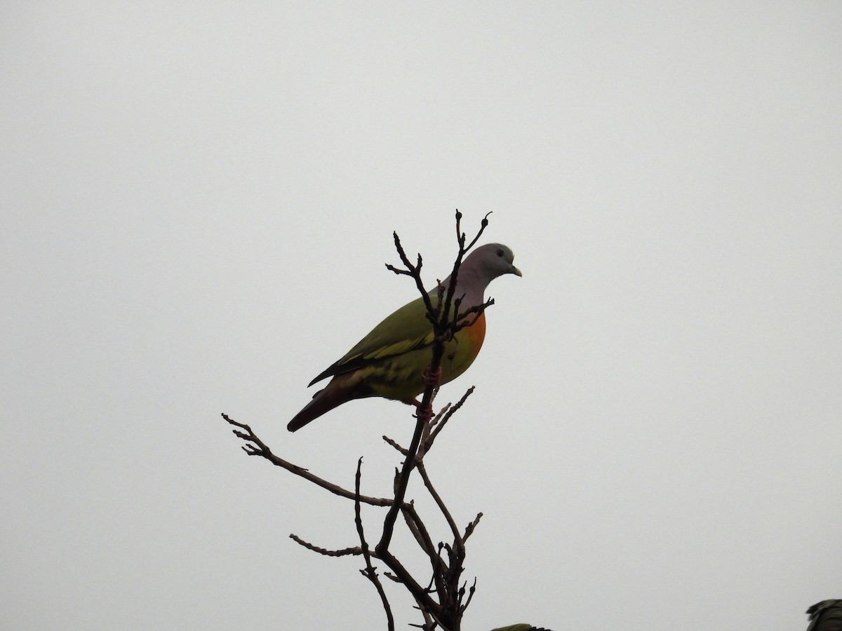 Pink-necked Green-Pigeon - ML643379466