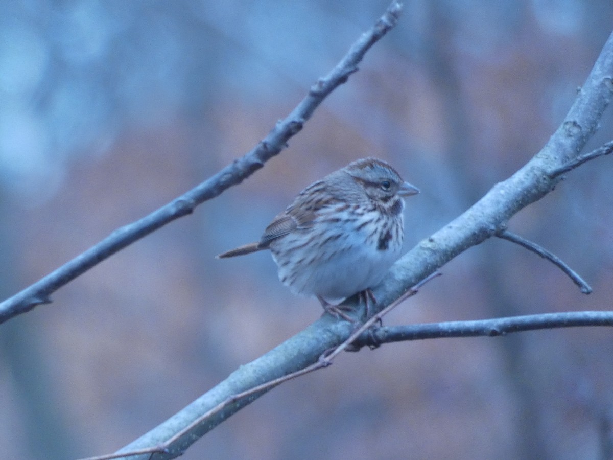Song Sparrow - ML643379467