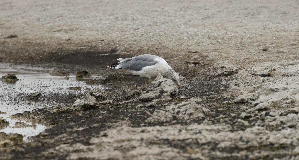 California Gull - ML643379468