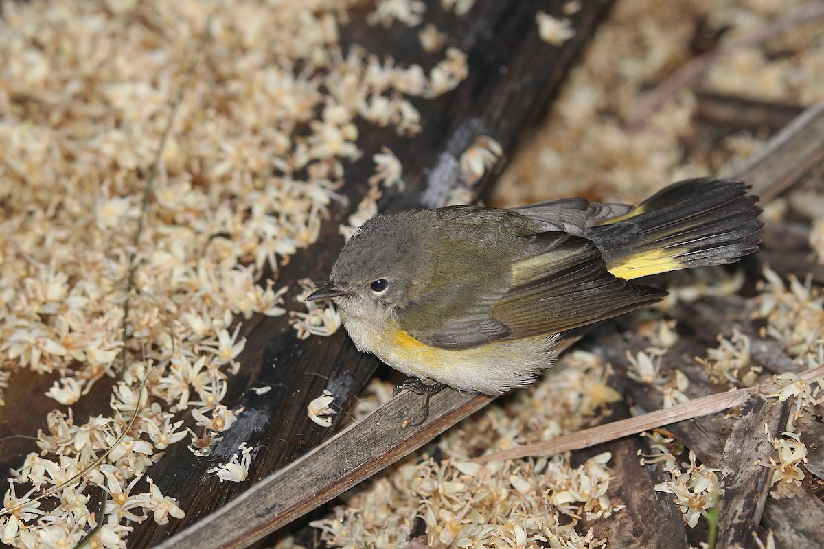 American Redstart - ML643379469