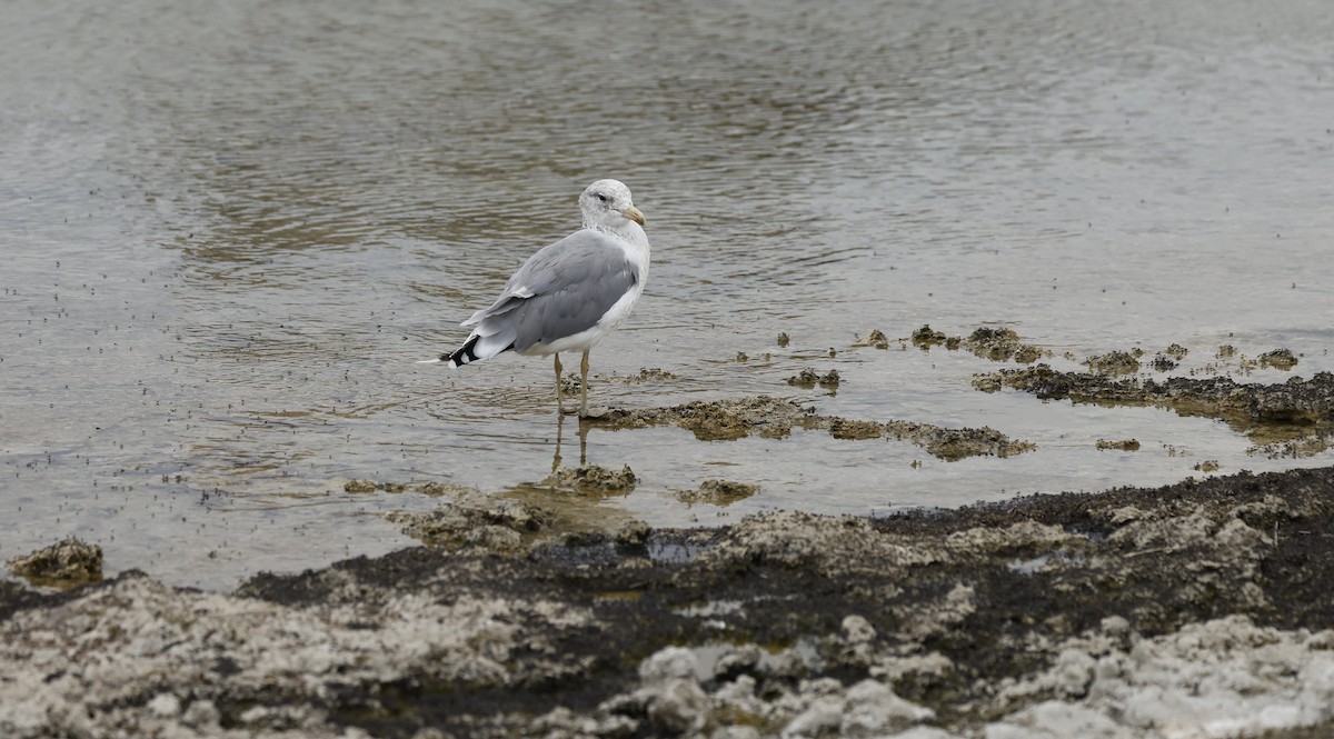 California Gull - ML643379472