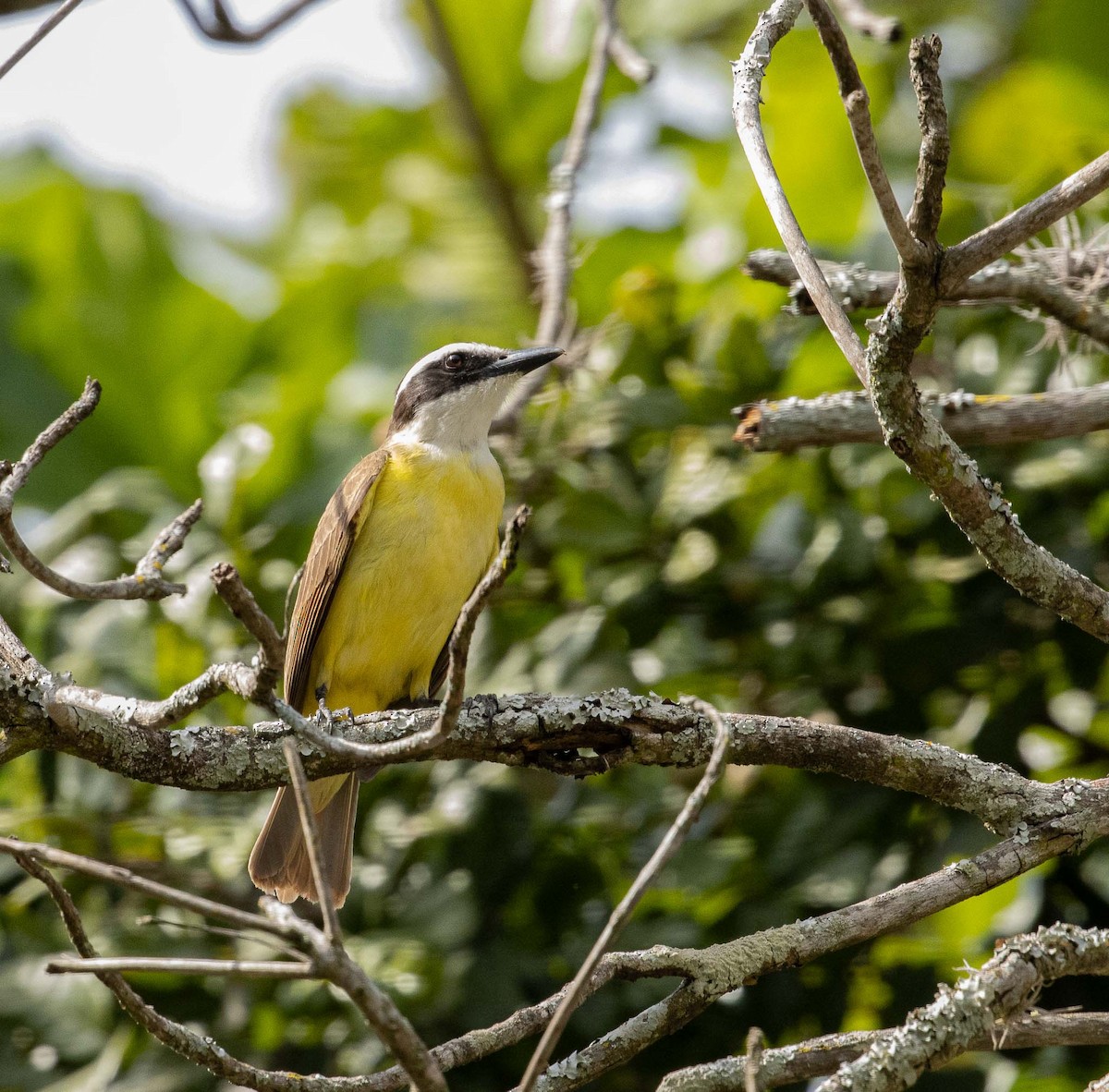 Great Kiskadee - ML643379474