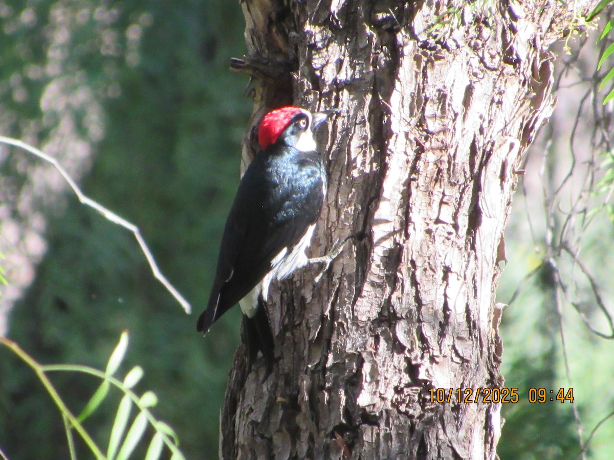 Acorn Woodpecker - ML643379475