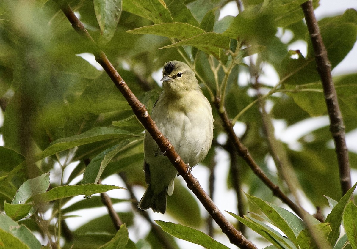 Tennessee Warbler - ML643379476