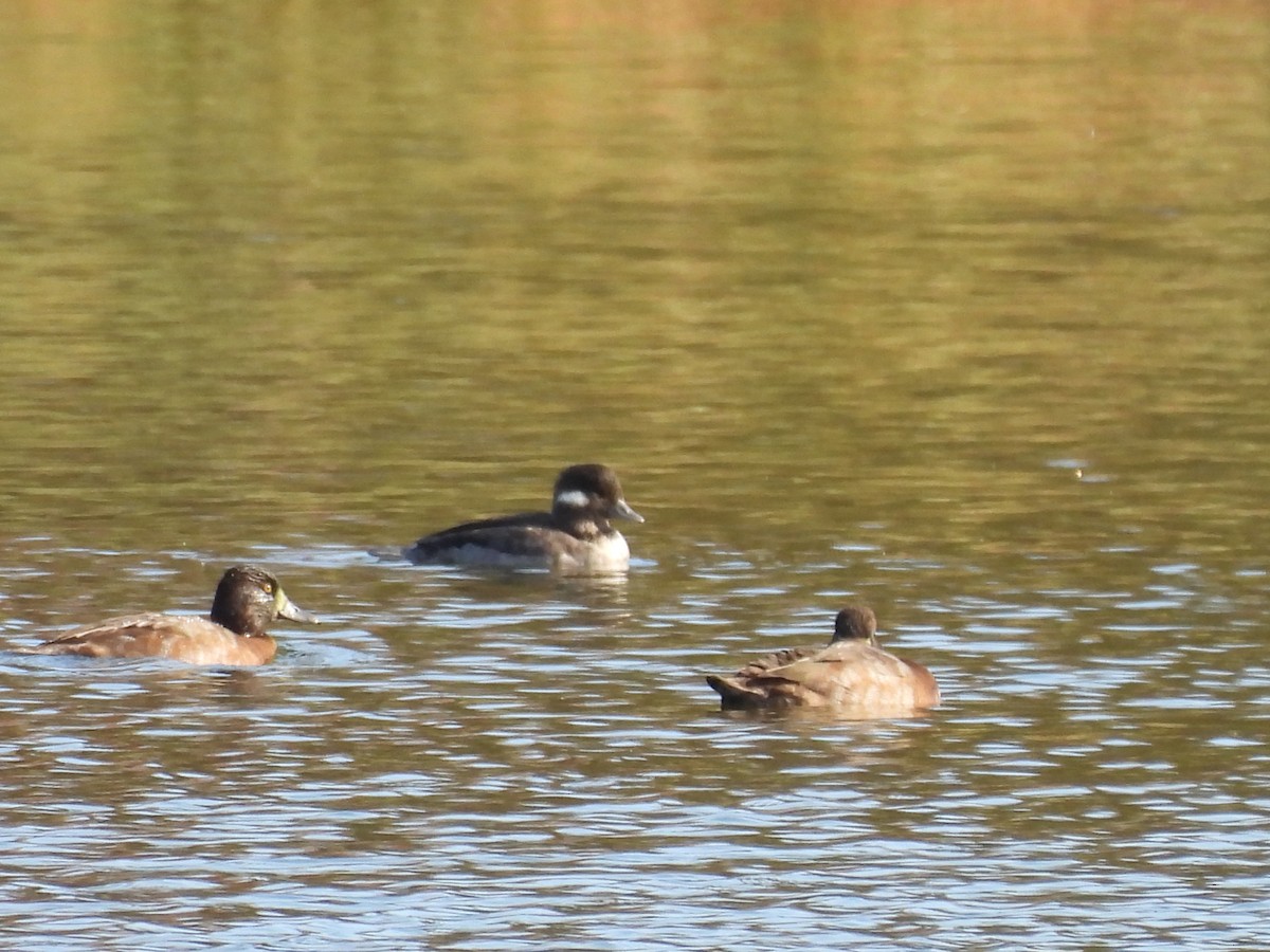 Bufflehead - ML643379477