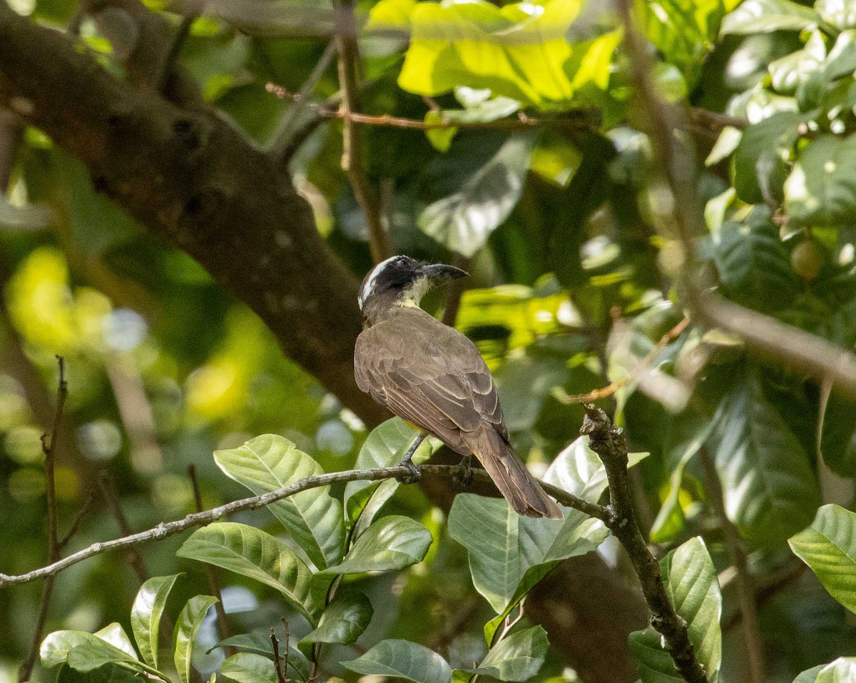 Boat-billed Flycatcher - ML643379478